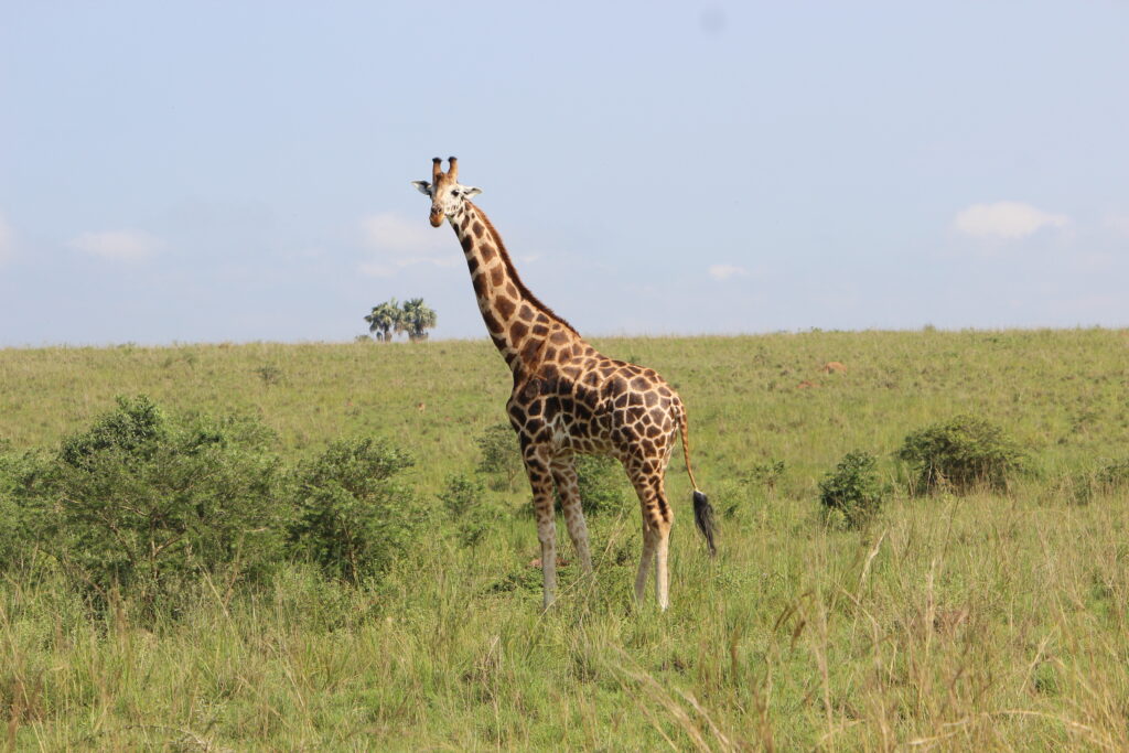 Rothschild’s giraffe in Murchison Falls National Park, Uganda’s top safari destination for wildlife viewing