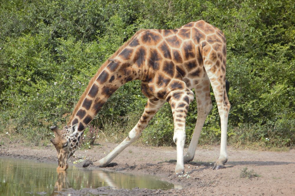 animals in lake mburo national park