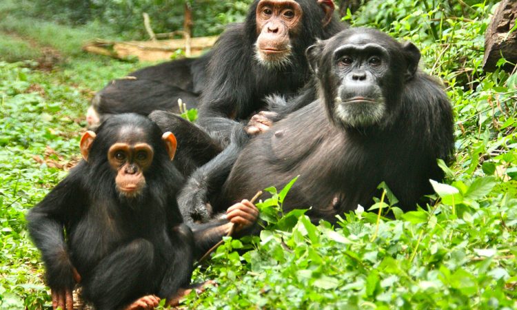 chimpanzees tracking in kibale national park